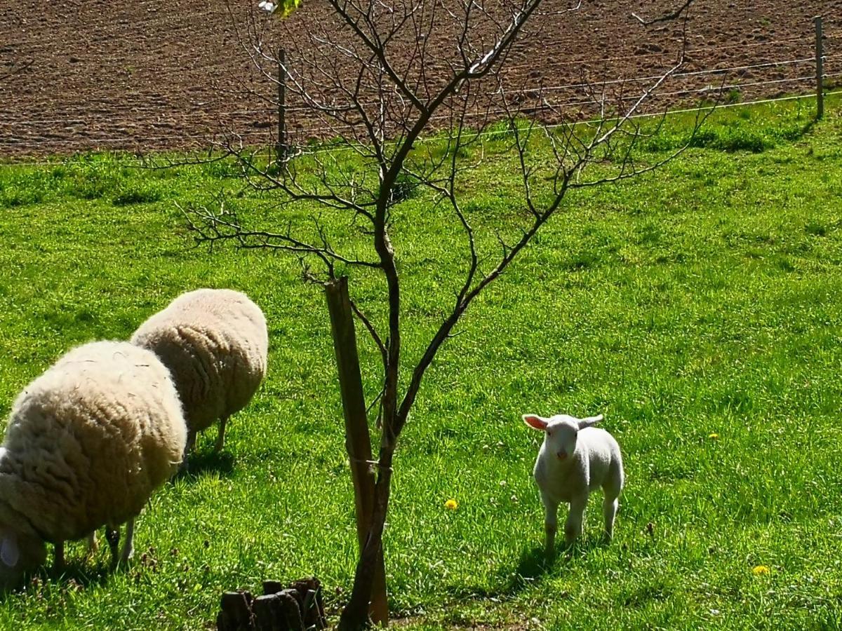Ferienwohnungen 1 Bis 4 "Pumphut'S Scheune" Lengenfeld  Exteriör bild