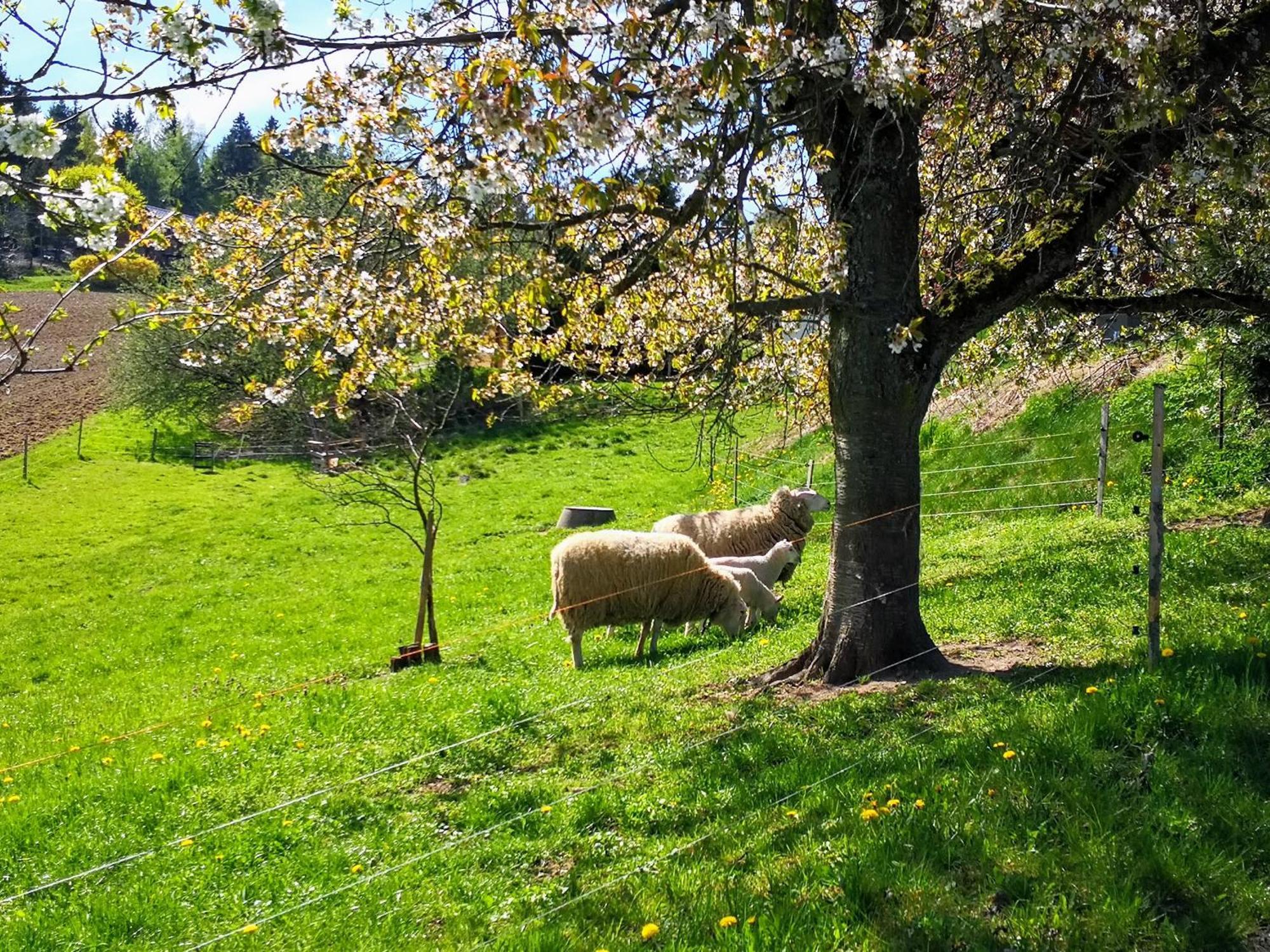 Ferienwohnungen 1 Bis 4 "Pumphut'S Scheune" Lengenfeld  Exteriör bild
